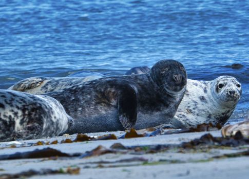 Wijd Grey seal on the north beach of Heligoland - island Dune i- Northsea - Germany