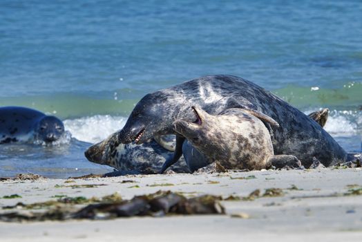 Wijd Grey seal on the north beach of Heligoland - island Dune i- Northsea - Germany