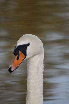 Swan in sundown - Cygnini