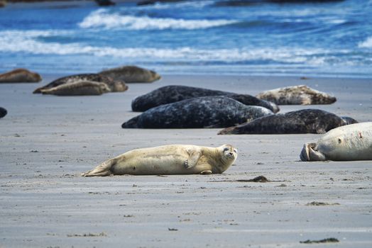 Grey seal on South beach ofHeligoland - island Dune - germany