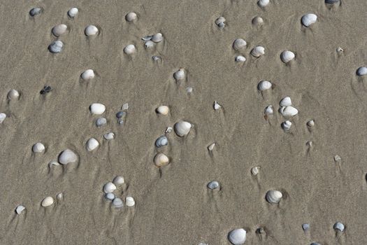 Muscheln am Strand -  sea shell on the beach