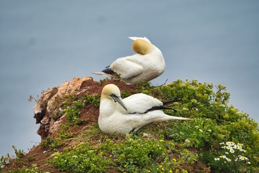 couple of northern garnet on the red Rock - Heligoland island