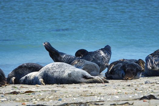 Wijd Grey seal on the north beach of Heligoland - island Dune i- Northsea - Germany