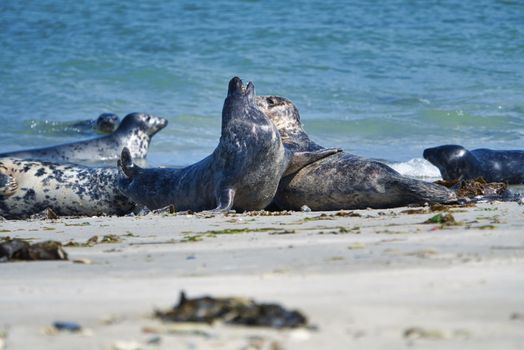 Wijd Grey seal on the north beach of Heligoland - island Dune i- Northsea - Germany