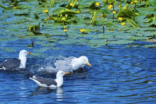 Group ofeuropean herring gull on heligoland - island Dune - cleaning feather in sweet water pond - Larus argentatus