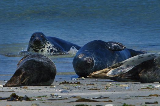 Wijd Grey seal on the north beach of Heligoland - island Dune i- Northsea - Germany