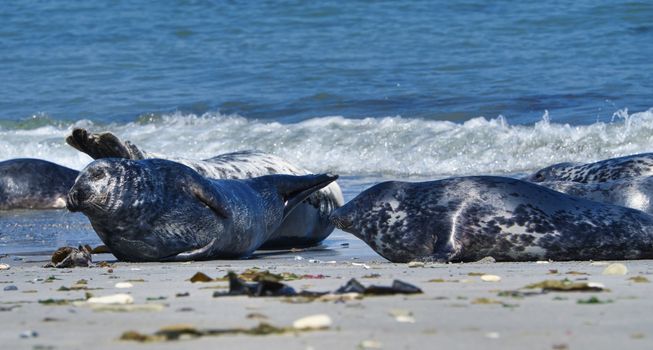 Wijd Grey seal on the north beach of Heligoland - island Dune i- Northsea - Germany