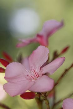 Oleander