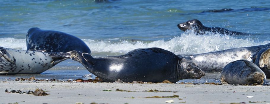 Wijd Grey seal on the north beach of Heligoland - island Dune i- Northsea - Germany