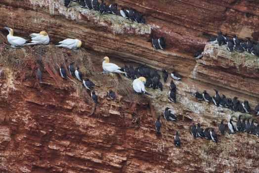 common murre colony - common guillemot on the red Rock in the northsea - Heligoland - Germany -Uria aalge