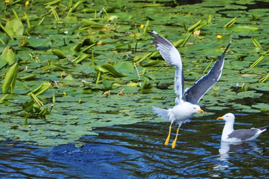 Group ofeuropean herring gull on heligoland - island Dune - cleaning feather in sweet water pond - Larus argentatus