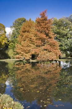 a brown golden tree in the indian summer with blue sky