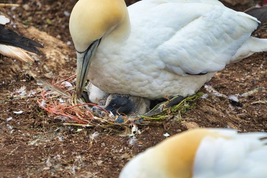 single  northern garnet on the red Rock with a young garnet in the nest - Heligoland island