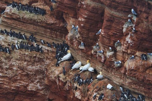 common murre colony - common guillemot on the red Rock in the northsea - Heligoland - Germany -Uria aalge