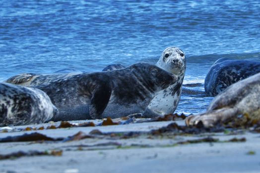 Wijd Grey seal on the north beach of Heligoland - island Dune i- Northsea - Germany