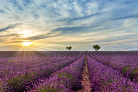 The Valensole plateau is one of the main places where lavender is grown in France, located in the Alpes de Haute Provence in the south-east of France.