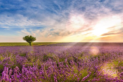 The Valensole plateau is one of the main places where lavender is grown in France, located in the Alpes de Haute Provence in the south-east of France.