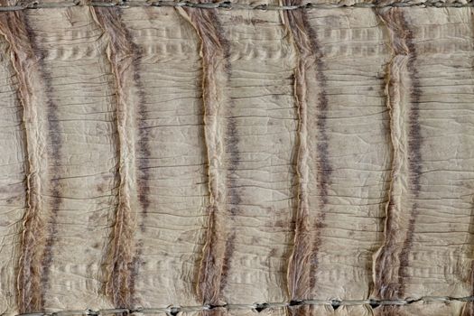 Detail of snake skin belt. A close up of a belt of the most venomous snake King cobra on Bali island in Indonesia. Product from leather workshop. Tanned skin of Ophiophagus hannah. Macrophotography.