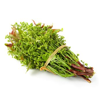 Siamese neem tree, Nim, Margosa isolated on white background.