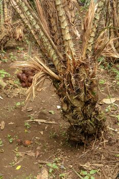 One clump of salak or zalacca fruit will soon ripen and can be picked. Sala or salak or zalacca, sweet and sour fruit of Indonesia. Snake fruit due to the reddish-brown scaly skin. Natural background.