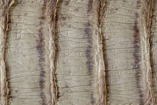 Detail of snake skin belt. A close up of a belt of the most venomous snake King cobra on Bali island in Indonesia. Product from leather workshop. Tanned skin of Ophiophagus hannah. Macrophotography.