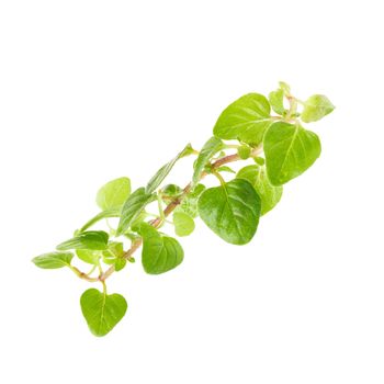 Fresh Oregano herb on a white background.