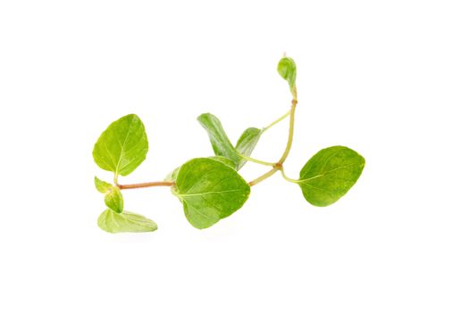 Fresh Oregano herb on a white background.