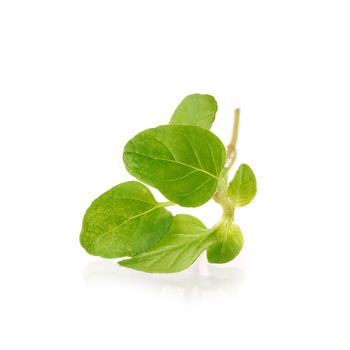 Fresh Oregano herb on a white background.