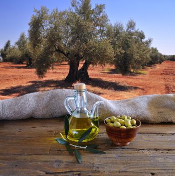 Olive oil on a table in the olive grove.