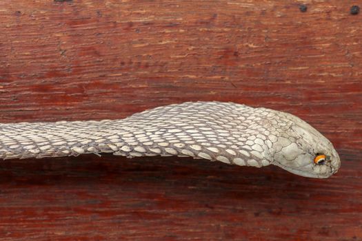 Tanned skin of Ophiophagus hannah. Close up of belt of the most venomous snake on Bali island in Indonesia. Product from leather workshop. King cobra also known as hamadryad, species of venomous snake