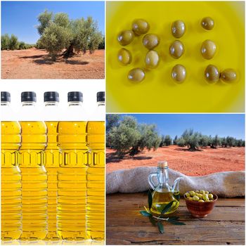 A composition of olive oil, four photos