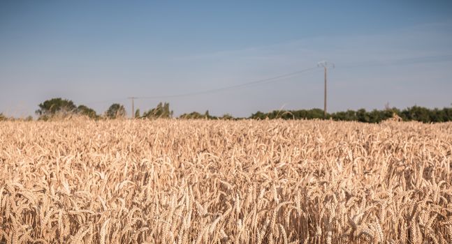 wheat field matured just before the harvest in France