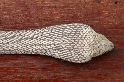 Tanned skin of Ophiophagus hannah. Close up of belt of the most venomous snake on Bali island in Indonesia. Product from leather workshop. King cobra also known as hamadryad, species of venomous snake