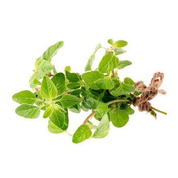 Fresh Oregano herb on a white background.