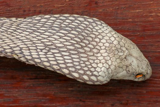 A close up head of a King Cobra. Tanned skin of Ophiophagus hannah. Belt of the most venomous snake on Bali island in Indonesia. Product from leather workshop.