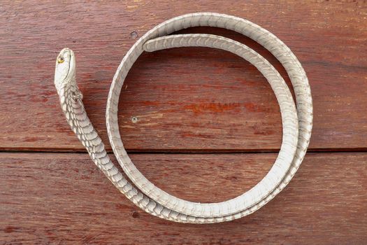 Tanned skin of Ophiophagus hannah. Close up of belt of the most venomous snake on Bali island in Indonesia. Product from leather workshop. King cobra also known as hamadryad, species of venomous snake