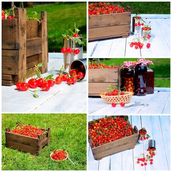 Basket with cherries to make cherry liqueur.