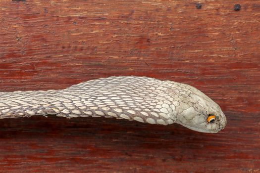 Tanned skin of Ophiophagus hannah. Close up of belt of the most venomous snake on Bali island in Indonesia. Product from leather workshop. King cobra also known as hamadryad, species of venomous snake
