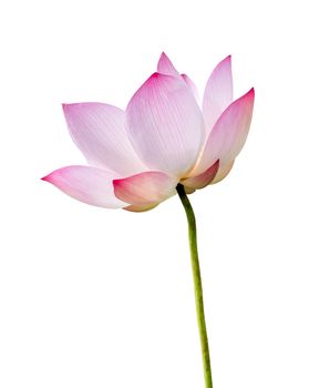 Pink Lotus flower isolated on white background. Nature concept For advertising design and assembly. File contains with clipping path so easy to work.
