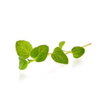 Fresh Oregano herb on a white background.