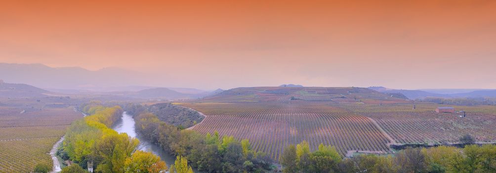 Vineyards in the province of La Rioja in spain.