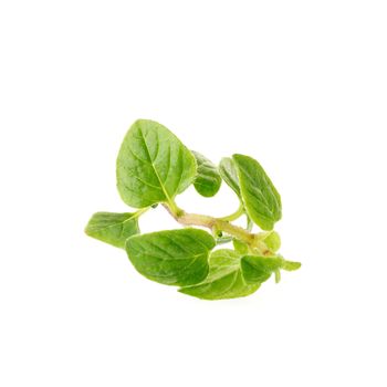 Fresh Oregano herb on a white background.