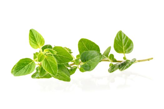 Fresh Oregano herb on a white background.