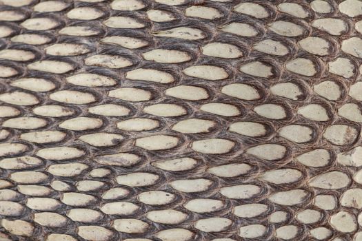 Detail of snake skin belt. A close up of a belt of the most venomous snake King cobra on Bali island in Indonesia. Product from leather workshop. Tanned skin of Ophiophagus hannah. Macrophotography.