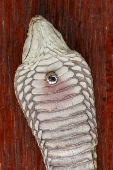 A close up head of a King Cobra. Tanned skin of Ophiophagus hannah. Belt of the most venomous snake on Bali island in Indonesia. Product from leather workshop.