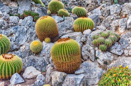 Cultivation of cactus and other succulent plants inside a botanical garden