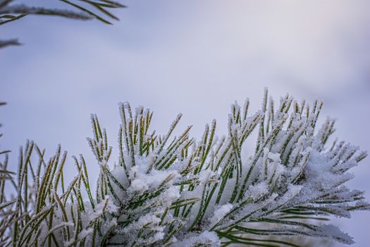 Fir branch in snow on a frosty winter day.