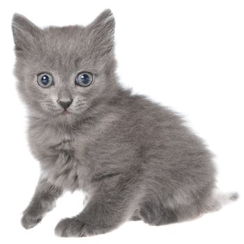 Small gray long haired kitten sitting isolated on white background.