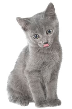 Small gray shorthair kitten sitting and yawn on white background.