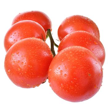 Wet tomato on branch isolated on white background.